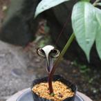 ヒメウラシマソウ　ポット苗