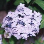  мой ko гортензия серрата pot рассада 