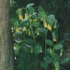 黄花ホウチャクソウ　ポット苗