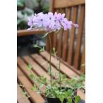フロックス・ディバリカタ（桃花ツルハナシノブ）