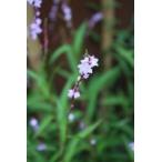 . цвет Sakura tate pot рассада 