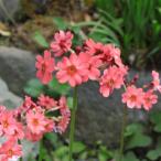 朱色クリンソウ　ポット苗