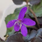  viola Rav ladoli медный p редкость 9~10.5cm pot рассада 