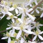 クレマチス 仙人草（センニンソウ） 1年苗