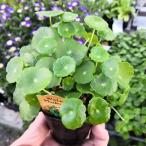 ウォーターマッシュルーム2.5号ポット苗