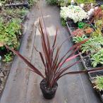  медь лист серия новый носорог лампа rup редкость 12~15cm pot рассада 