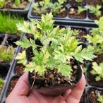 斑入りヨモギ　3号ポット苗