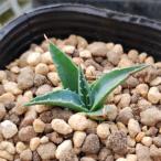 多肉植物アガベユタエンシスAgav...