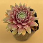 センペルビウム レッドチーフ　7.5cmポット苗