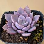 グラプトベリアデビーポット苗