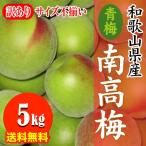 【予約開始】産地直送 和歌山県 訳あり 産南高梅(青梅）5kg サイズ不揃い 傷あり 訳あり ６月頃入荷あり次第順次発送