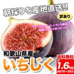 和歌山県産 訳あり イチジク いちじく 1.6kｇ【400g×4パック】送料無料 無花果