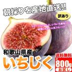 【お試し】和歌山県産 訳あり イチジク いちじく 800ｇ【400g×2パック】送料無料 無花果 ＊8月中旬頃から入荷あり次第発送開始