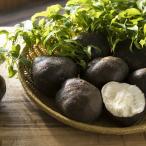  здоровье традиция овощи Tanba . гора производство гора. клубень липкость выдающийся ... клубень горный ямс super товар 1kg коробка 