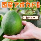 [2024 годовой объем прием окончен ] ширина гора фруктовое дерево .. [ka - Roo ( местного производства авокадо )1 шар ] подарок в коробке 