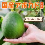 [2024 годовой объем прием окончен ] ширина гора фруктовое дерево .. [ka - Roo ( местного производства авокадо ) маленький размер 1 шар ] подарок в коробке 