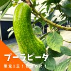  ширина гора фруктовое дерево .. [ съемник Be ta( местного производства авокадо )] подарок в коробке 