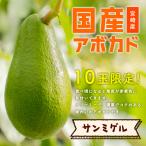 [2024 годовой объем прием окончен ] ширина гора фруктовое дерево .. [ солнечный mi гель ( местного производства авокадо )1 шар M размер * примерно 250g] подарок в коробке 