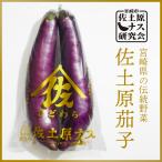  Miyazaki префектура специальный продукт [. земля ...]. земля ...10шт.