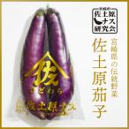 宮崎県特産品【佐土原茄子】佐土原茄子１０本