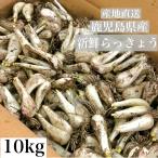 国産 鹿児島県産 らっきょう １０kg 