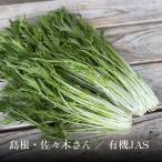 島根産 サラダ水菜｜みずな ミズナ 京みず菜 鍋 ハリハリ鍋 おひたし 彩り シャキシャキ 当日発送翌日着 単品 有機野菜・京野菜の京都やおよし