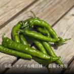 京都産 伏見甘長とうがらし｜伏見とうがらし 唐辛子 甘とう 京野菜 素焼き 炒め物 おばんざい 当日発送翌日着 単品 有機野菜・京野菜の京都やおよし