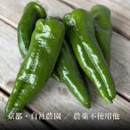 京都産 万願寺とうがらし｜まんがんじとうがらし 万願寺甘とう 唐辛子 甘とう 京野菜 当日発送翌日着 単品 有機野菜・京野菜の京都やおよし