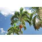 ma чесночный лук cocos nucifera. семена 3 шарик бесплатная доставка 