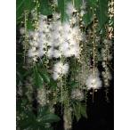  SaGa libana. реальный 1 шт бесплатная доставка 