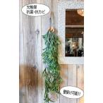 グリーンブッシュコウモリラン光触媒...