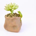 置物 置き物 オブジェ オーナメント 飾り インテリア小物 アジアン バリ 雑貨 ♪樹脂多肉植物とのぞきカエル♪ アジアンインテリア インテリア雑貨 デザイン雑貨