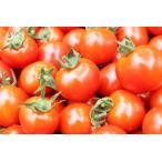 to. Chan. мини помидоры 1.5kg(S~L размер ) роза .