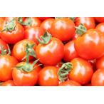 冷蔵発送  とくちゃんのミニトマト  2.5kgバラ詰め(S〜Lサイズ)