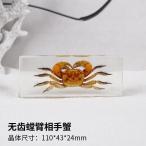  полимер . входить образец sa санки * краб * semi и т.п. море . животное . насекомое. оборудование орнамент искусство living интерьер armband crab