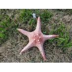  натуральный сухой hitote Star Fish украшение тропический пляж Thema интерьер пейзаж установка 2- 24-25cm King
