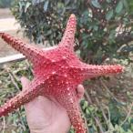  натуральный сухой hitote Star Fish украшение тропический пляж Thema интерьер 33- 34cm overlord