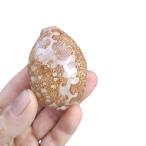  Takara gai раковина золотой kau Lee карта kau Lee белый кролик kau Lee Map treasure 7to8cm