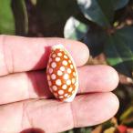  Takara gai раковина золотой kau Lee карта kau Lee белый кролик kau Lee Hualu cowrie 2cm