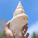  ho lagai супер большой закон .. белый цвет шт . аквариум украшение предметы интерьера дисплей 16- 20-22cm / Tutufa bubo