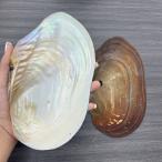  белый k Ram ракушка (Pecten spp.) гребешок раковина искусство Work Natural 18-24cm