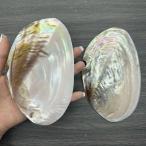  белый k Ram ракушка (Pecten spp.) гребешок раковина искусство Work pearl oyster 15-17cm