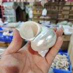  шт .. .. рак-отшельник для замена . Takara gai вид большое количество аквариум украшение интерьер для натуральный раковина No.15 8- 10cm