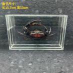  фиолетовый талия краб образец фоторамка покрой 3.5- Crab body 3.5-4.5cm / acrylic box