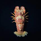  креветка образец Scyllarides squammosus подлинный товар. образец 14-17cm интерьер коллекция 