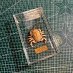  краб образец 4- ручная работа море производство краб дисплей интерьер подарок Crab body 4-5cm / acrylic box