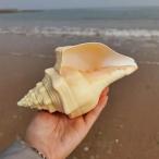  натуральный шт . Индия производство бог .. раковина свинец белый цвет аквариум украшение религия . оборудование орнамент образец 18-20cm