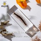mkate насекомое образец resin производства большой дисплей . часть магазин. интерьер для детей наука обучающий материал a 11cm4.5cm2.8cm