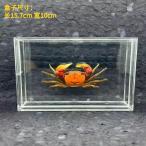  краб образец акрил . ввод для дисплея конечный продукт интерьер Crab body 3-4cm / acrylic box