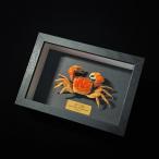  краб образец акрил . ввод для дисплея конечный продукт Crab body 3-4cm / black photo frame